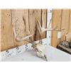 Image 3 : 169" Gross Score Whitetail Antlers On Skull