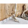 Image 4 : 169" Gross Score Whitetail Antlers On Skull