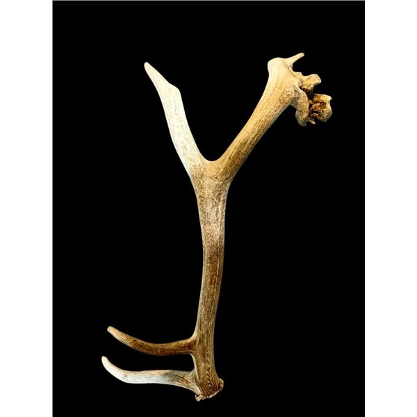 Freak Nontypical 7.4Lbs Elk Shed With Tumor