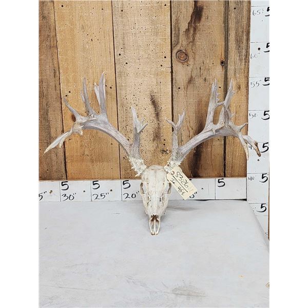 224" Gross Score Whitetail Antlers On Skull