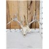 Image 1 : 224" Gross Score Whitetail Antlers On Skull