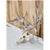 Image 2 : 224" Gross Score Whitetail Antlers On Skull