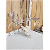 Image 3 : 224" Gross Score Whitetail Antlers On Skull