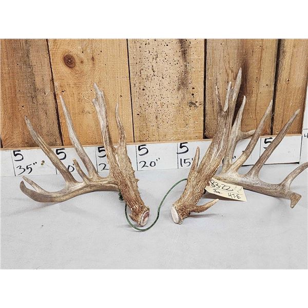 Spectacular 244" Gross Score Whitetail Shed Antlers