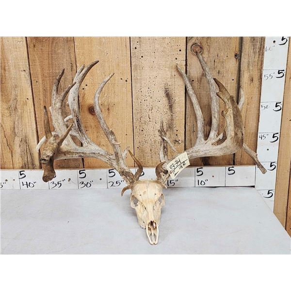 Monster 320" Whitetail Antlers On Skull