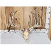 Image 1 : Monster 320" Whitetail Antlers On Skull