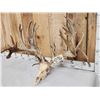Image 2 : Monster 320" Whitetail Antlers On Skull