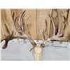 Image 3 : Monster 320" Whitetail Antlers On Skull