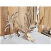 Image 4 : Monster 320" Whitetail Antlers On Skull