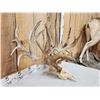 Image 5 : Monster 320" Whitetail Antlers On Skull