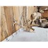Image 6 : Monster 320" Whitetail Antlers On Skull