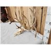 Image 7 : Monster 320" Whitetail Antlers On Skull