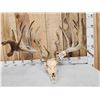 Image 8 : Monster 320" Whitetail Antlers On Skull
