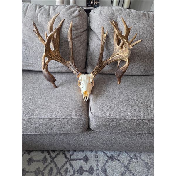 Monster 236" Double Droptine Whitetail Antlers On Skull