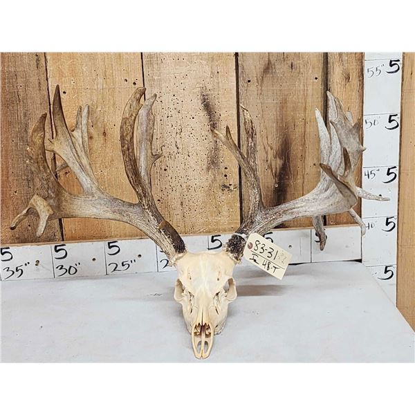 248" Whitetail Antlers On Skull