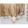 Image 1 : 248" Whitetail Antlers On Skull
