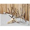 Image 2 : 248" Whitetail Antlers On Skull