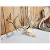 Image 3 : 248" Whitetail Antlers On Skull