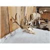 Image 4 : 248" Whitetail Antlers On Skull