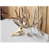 Image 5 : 248" Whitetail Antlers On Skull