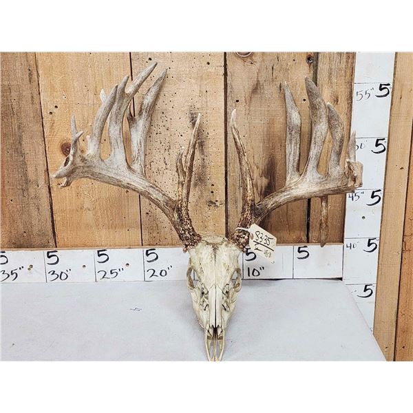 Big 212" Whitetail Antlers On Skull