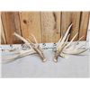 Image 1 : 218 " Whitetail Shed Antlers