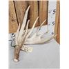 Image 2 : 218 " Whitetail Shed Antlers