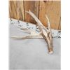 Image 3 : 218 " Whitetail Shed Antlers