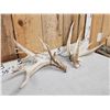 Image 4 : 218 " Whitetail Shed Antlers