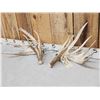 Image 5 : 218 " Whitetail Shed Antlers