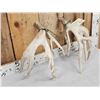 Image 7 : 218 " Whitetail Shed Antlers