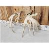 Image 8 : 218 " Whitetail Shed Antlers