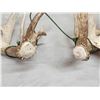 Image 9 : 218 " Whitetail Shed Antlers