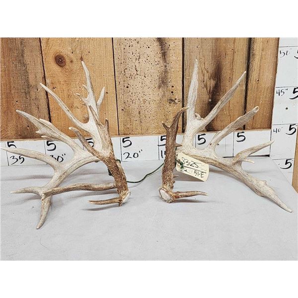 Gorgeous 264" Whitetail Shed Antlers