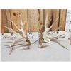 Image 1 : Gorgeous 264" Whitetail Shed Antlers