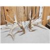 Image 2 : Gorgeous 264" Whitetail Shed Antlers