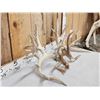 Image 3 : Gorgeous 264" Whitetail Shed Antlers