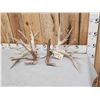 Image 4 : Gorgeous 264" Whitetail Shed Antlers