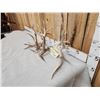 Image 5 : Gorgeous 264" Whitetail Shed Antlers