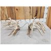Image 6 : Gorgeous 264" Whitetail Shed Antlers