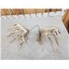 Image 7 : Gorgeous 264" Whitetail Shed Antlers