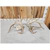 Image 8 : Gorgeous 264" Whitetail Shed Antlers
