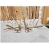 Image 9 : Gorgeous 264" Whitetail Shed Antlers