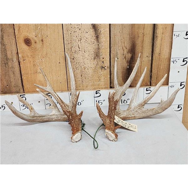 Gorgeous Set Of 204" Whitetail Shed Antlers