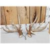 Image 1 : Gorgeous Set Of 204" Whitetail Shed Antlers