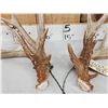 Image 2 : Gorgeous Set Of 204" Whitetail Shed Antlers