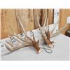 Image 3 : Gorgeous Set Of 204" Whitetail Shed Antlers