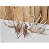Image 4 : Gorgeous Set Of 204" Whitetail Shed Antlers