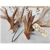 Image 5 : Gorgeous Set Of 204" Whitetail Shed Antlers