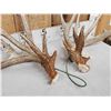 Image 6 : Gorgeous Set Of 204" Whitetail Shed Antlers